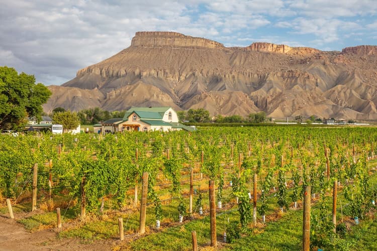 Palisade Wine Country