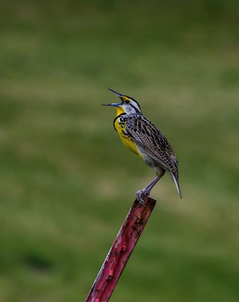 How Urban Noise Forces Local Birds to Change Pitch