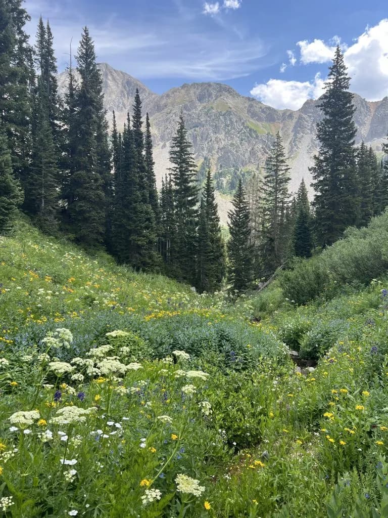 Aspen Center for Environmental Studies Launches Wild Foods Series