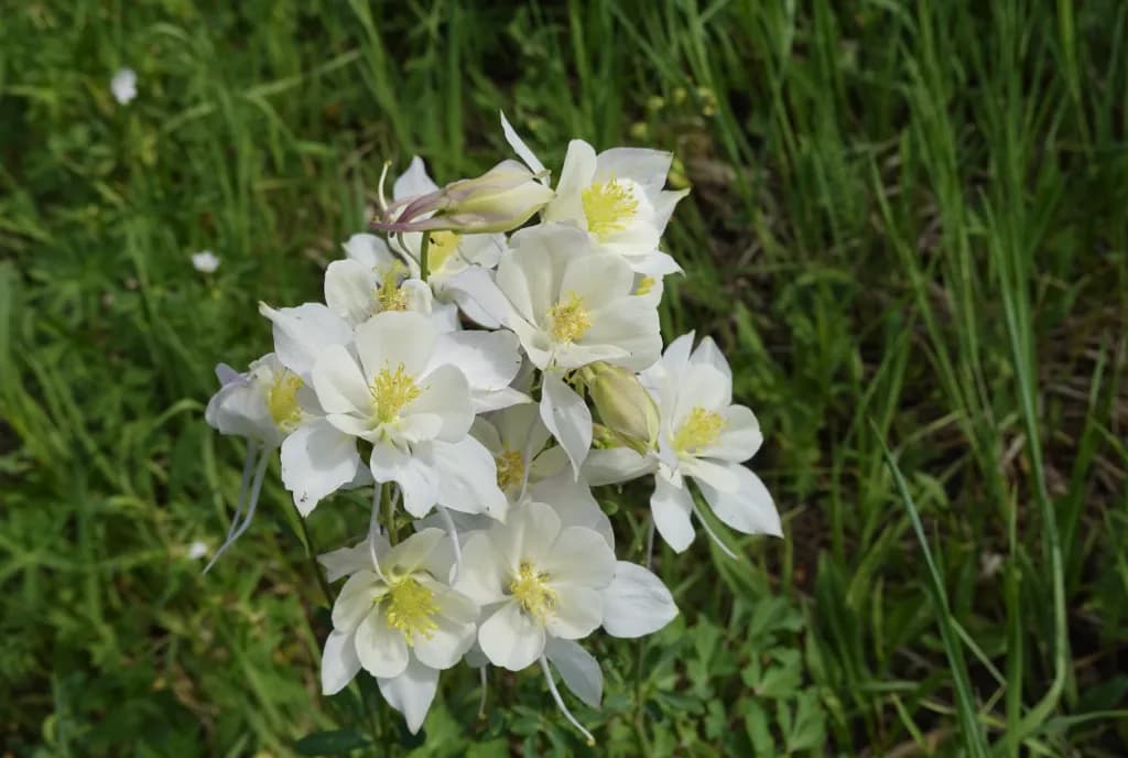 Snowmass Wildflower Guide: Where to Hike and What to See