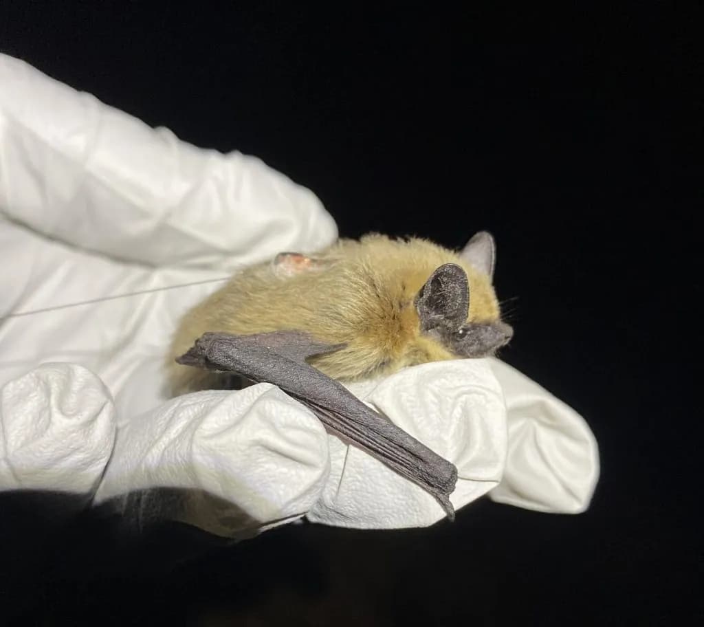Aspen Household Yields Five Negative Bats Amid Rabies Watch
