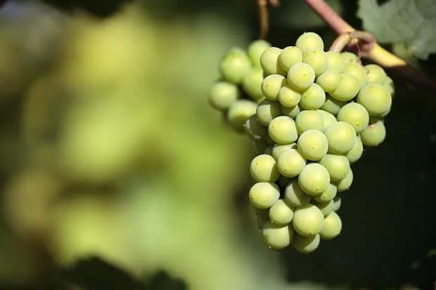 Why Sauvignon Blanc Is the Ideal Spring Wine for Grand Junction