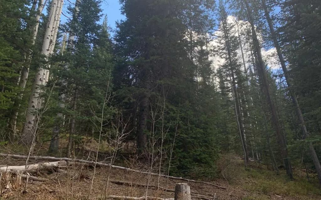 White River Forest Thinning Project Begins in Eagle County
