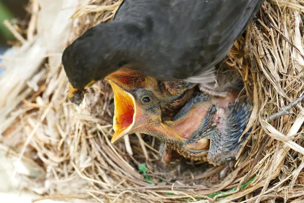 Delta Residents Advised to Leave Baby Birds Alone