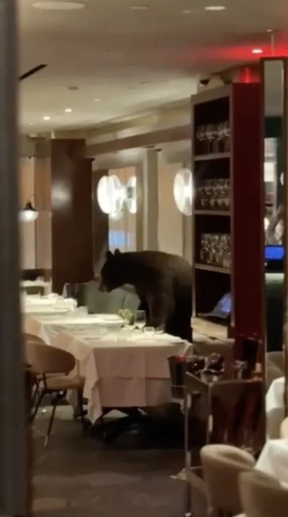Bear Invades Sant Ambroeus as Aspen Fire and Tax Disputes Escalate