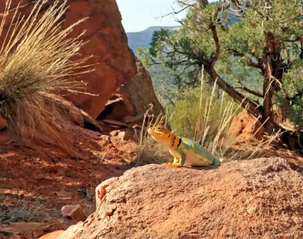 Colorado National Monument Generates $45 Million in Local Economic Impact