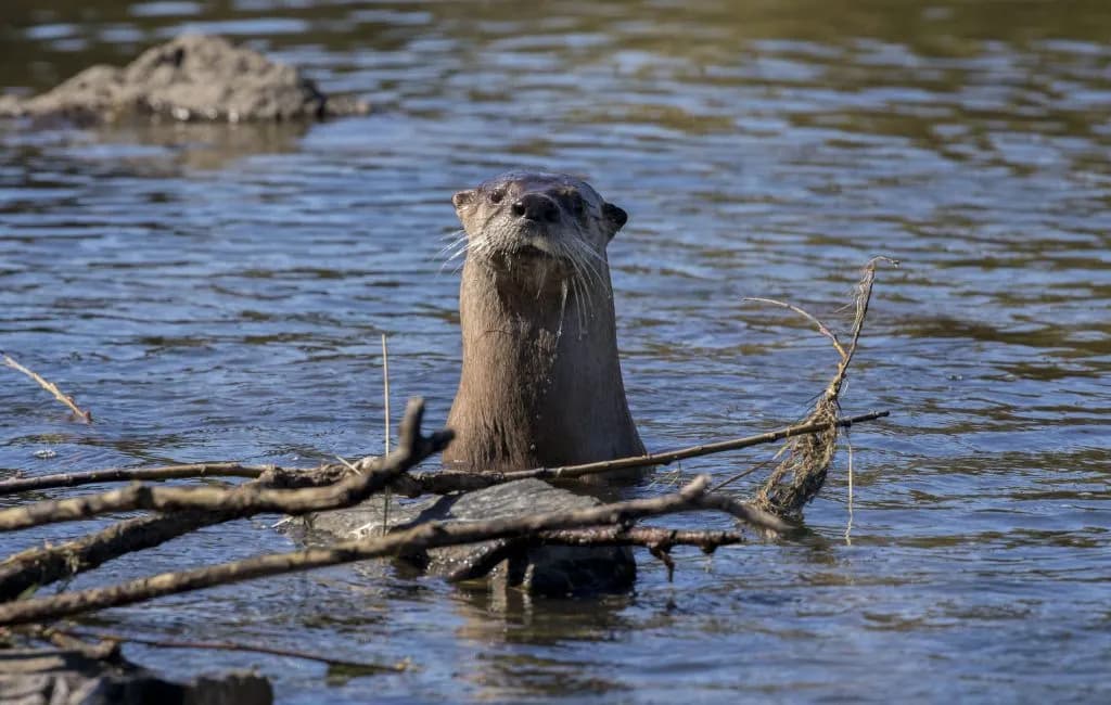 Colorado Parks and Wildlife Launches Otter YEAR Survey