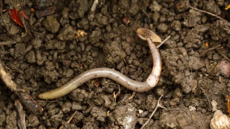 Denver Detects Invasive Asian Jumping Worms