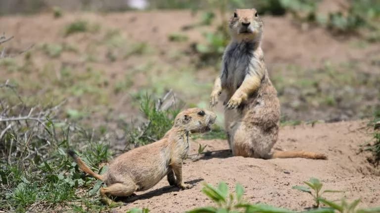 Fort Morgan Vote Decides Fate of Prairie Dog Shooting on Public Land
