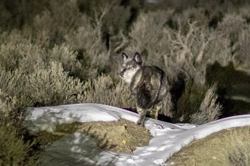 Bond Rancher Admits Killing Wolf in Federal Investigation