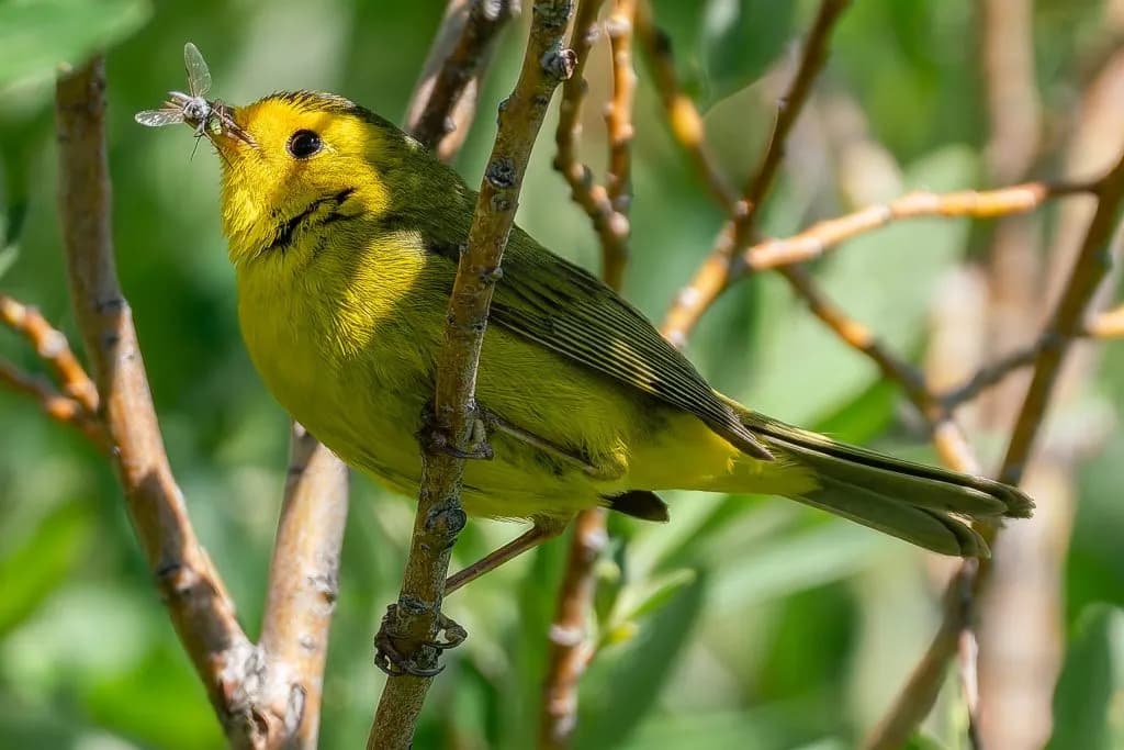 5.5 Million Birds Fly Over Colorado as Lights Out Campaign Launches