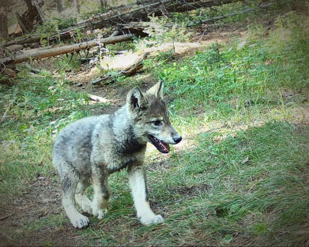 Colorado Wolf Population Hits 32 at Critical Inflection Point