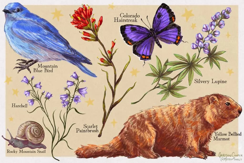 Vail Daily Explains Why Scientific Illustration Beats Photography