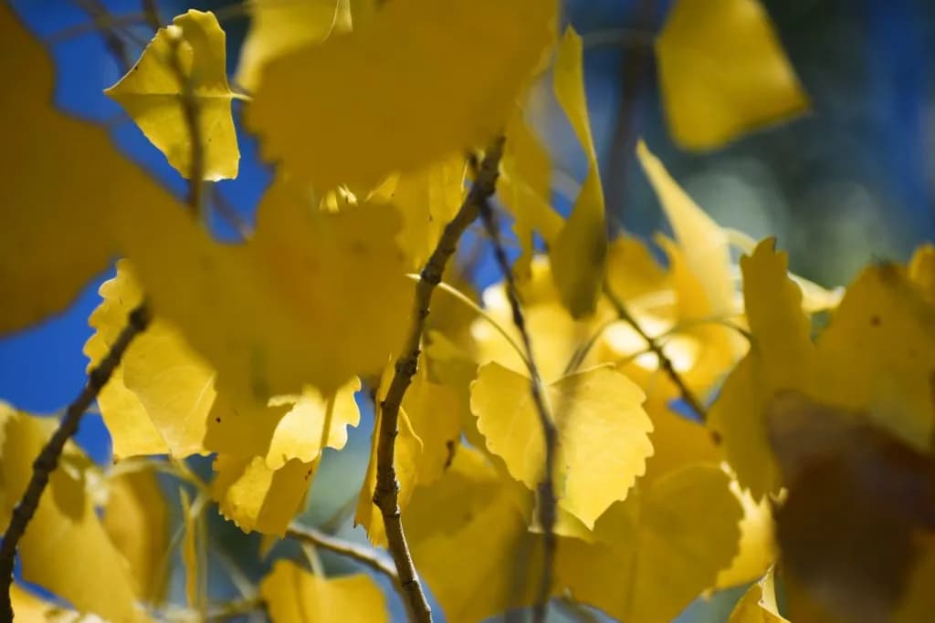 Colorado Drought Forces Early Aspen Leaf Drop in September