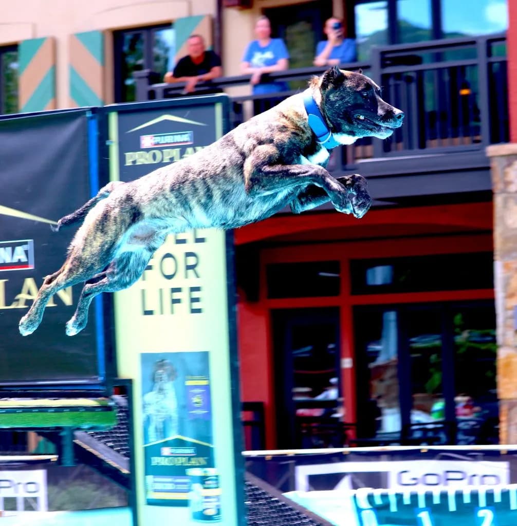 GoPro Mountain Games DockDogs Dominate Vail Lionshead Pool