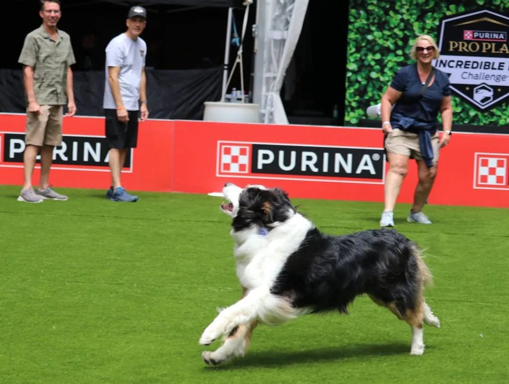 Vail Mountain Games Clinic Trains Border Collie Luna for Disc Catch