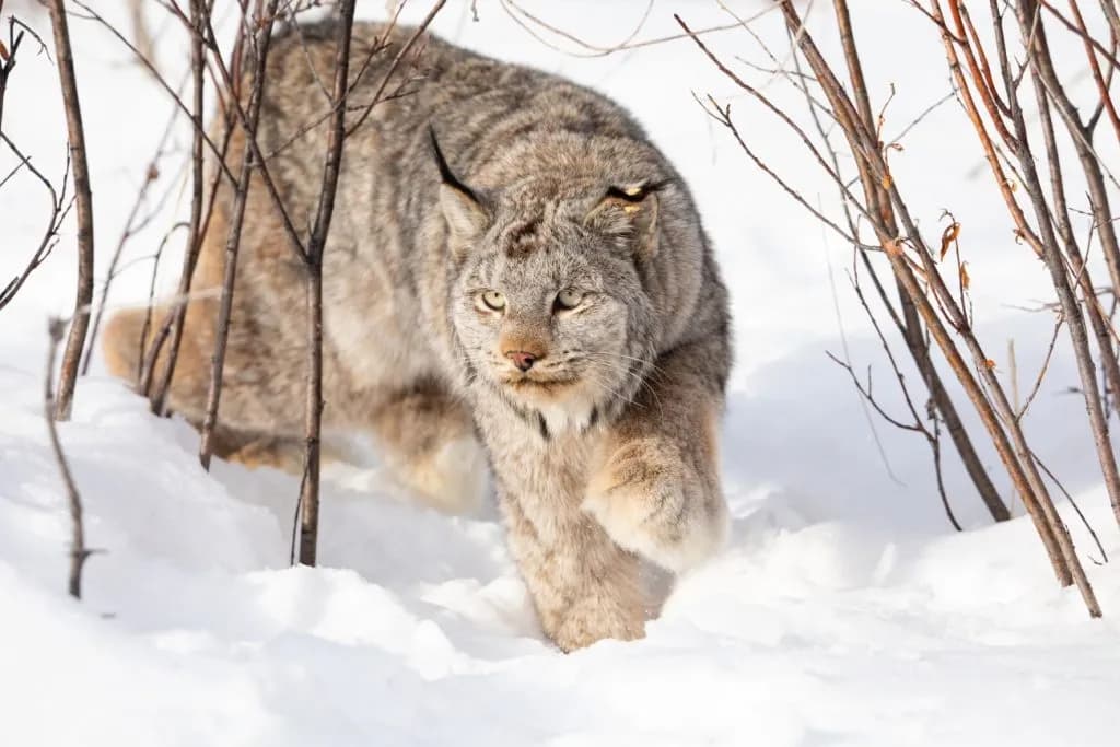 Aspen Lynx Population Faces Extinction Risk Amid Rising Fire Threats