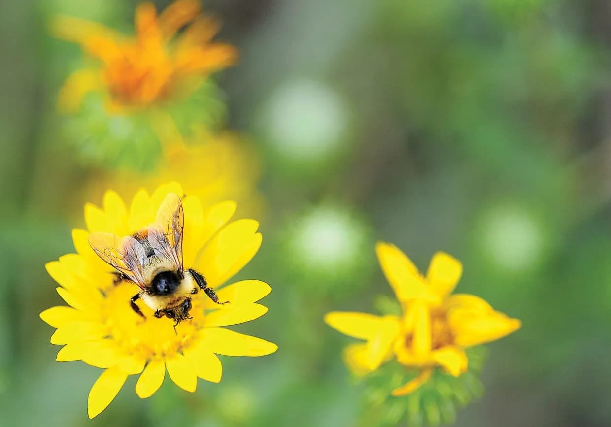 Yampatika Tracks Bumblebees Surviving on Single Flower in Yampa Valley