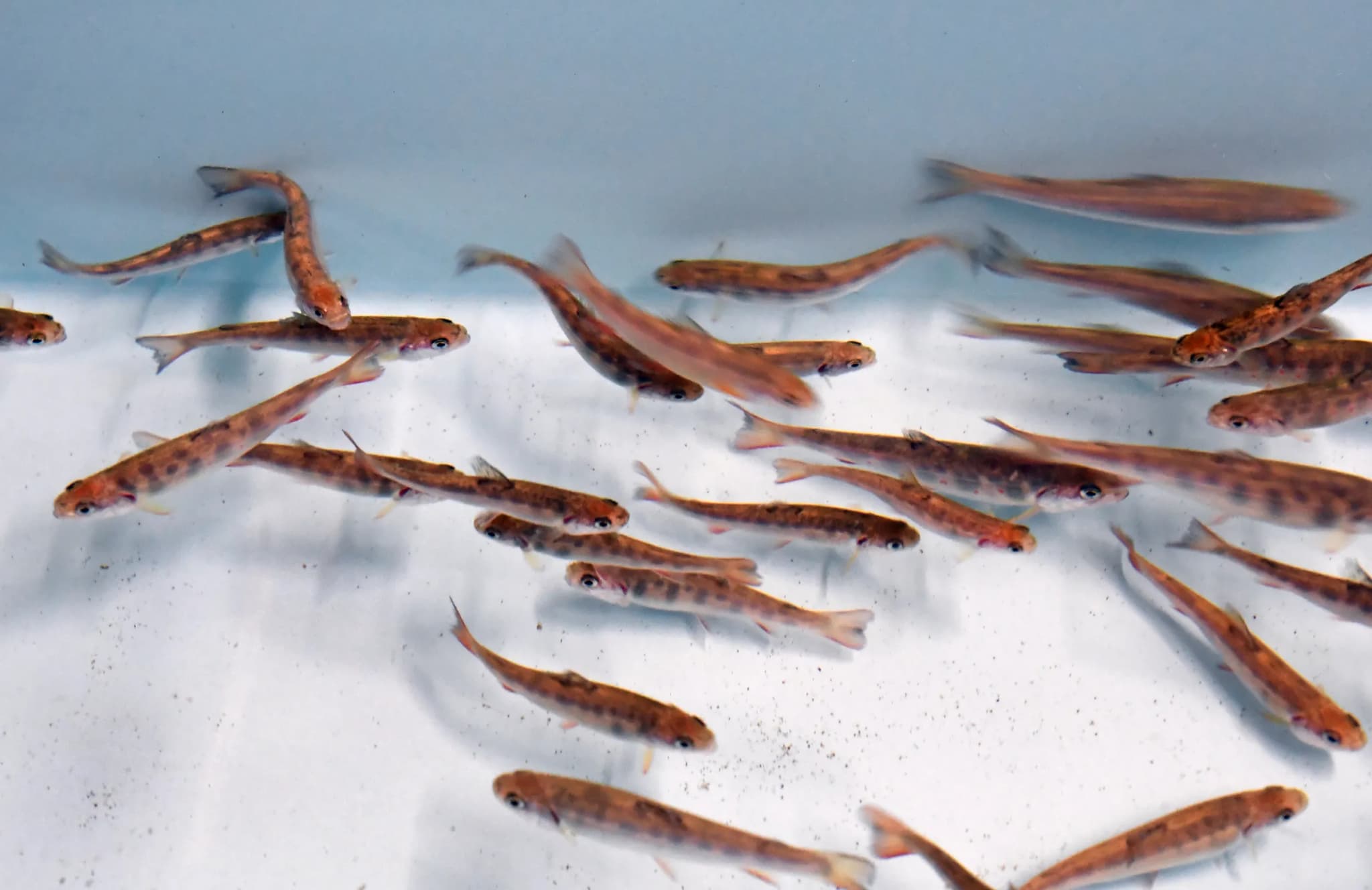 Colorado Parks and Wildlife Uses Trojan Males to Evict Invasive Brook Trout