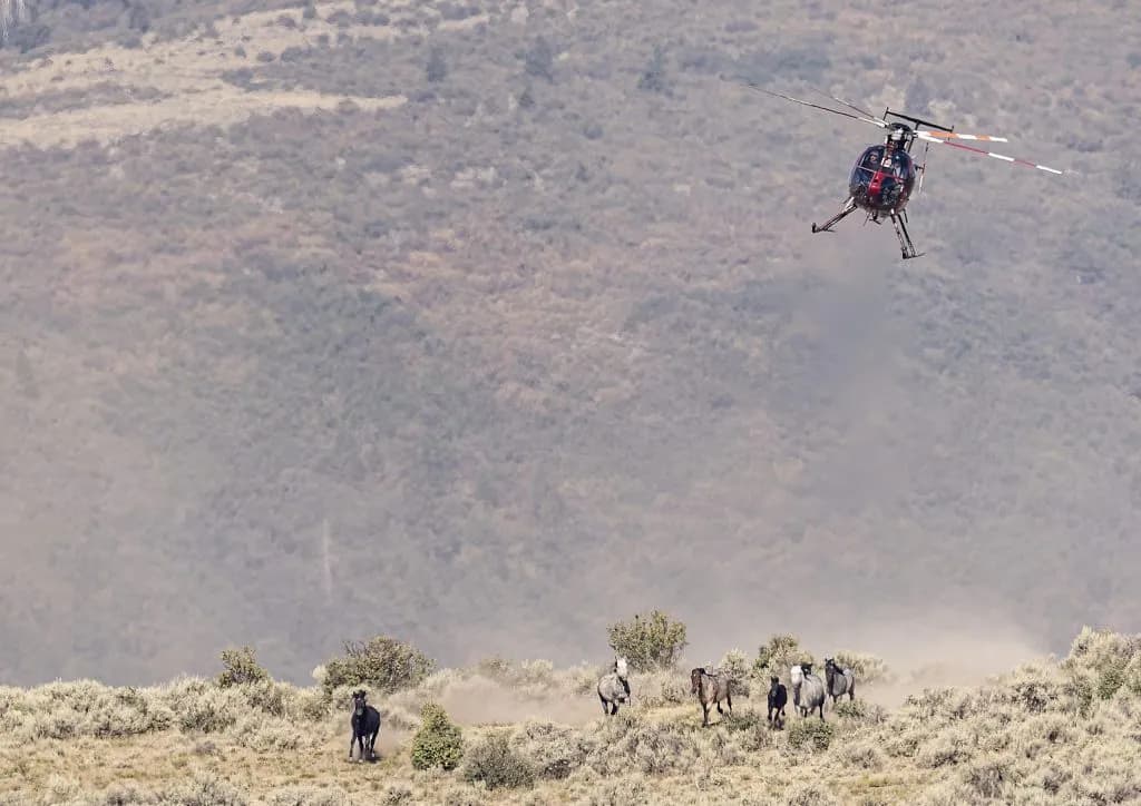 Piceance Basin Helicopter Gatherings Cost Taxpayers to Manage Wild Horses