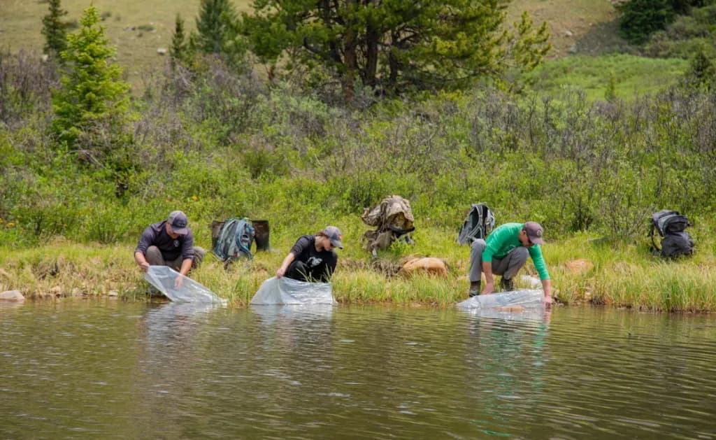 Colorado Parks and Wildlife Release 3,500 Boreal Toad Tadpoles Near Leadville