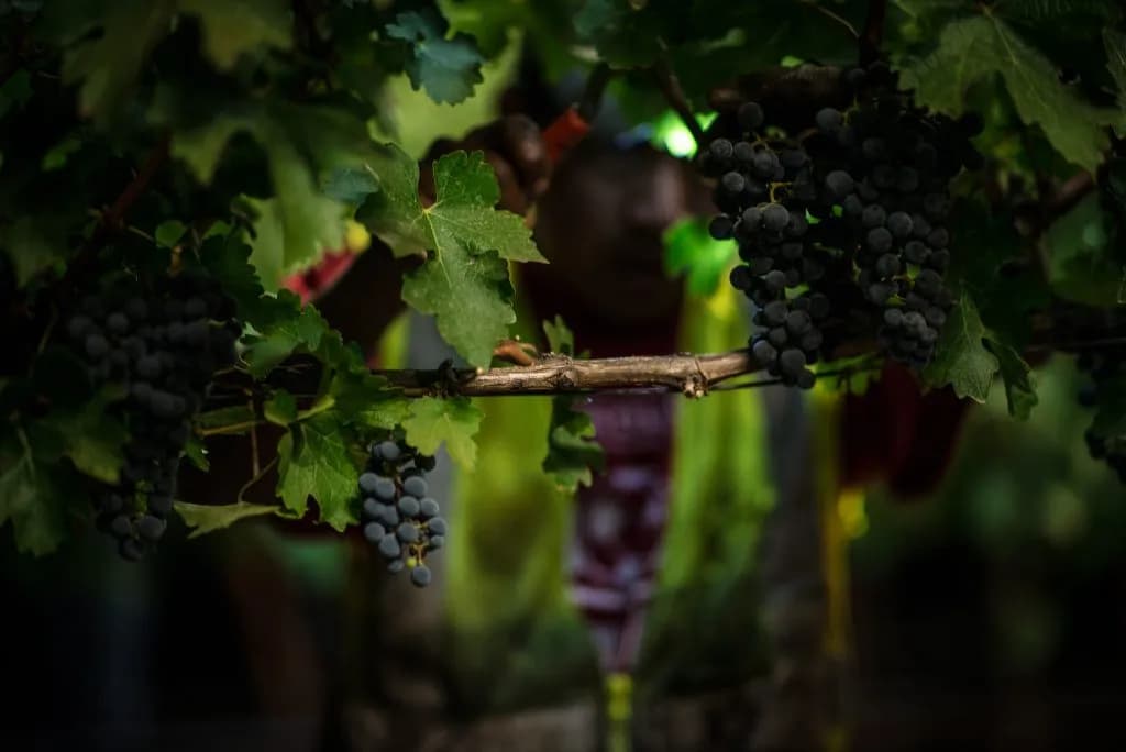 Europe and Napa Harvest Wine Early as Global Heat Rewrites Calendar