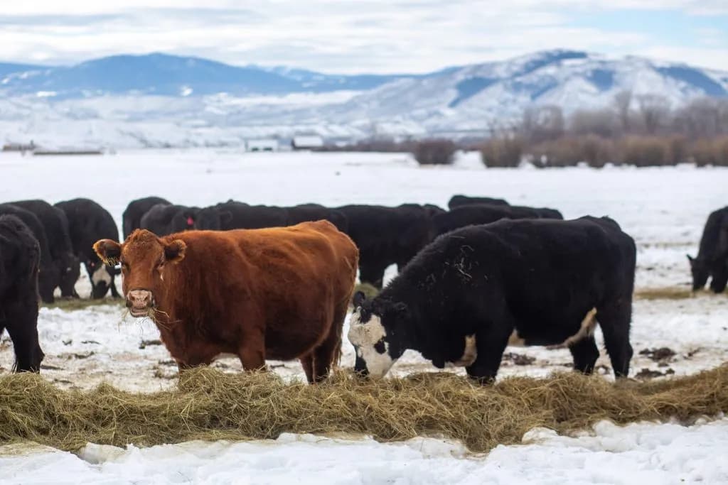 Colorado Mountain Towns Built on Ranching Roots Before Ski Lifts