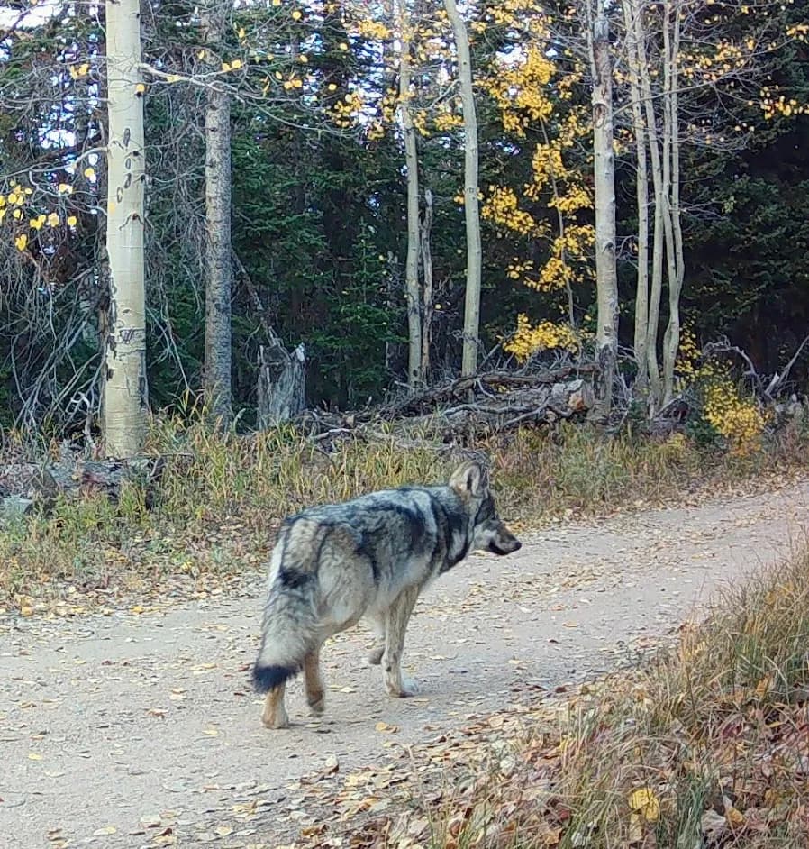 CPW Kills Elusive Wolf After 22 Sheep Lost in Routt County