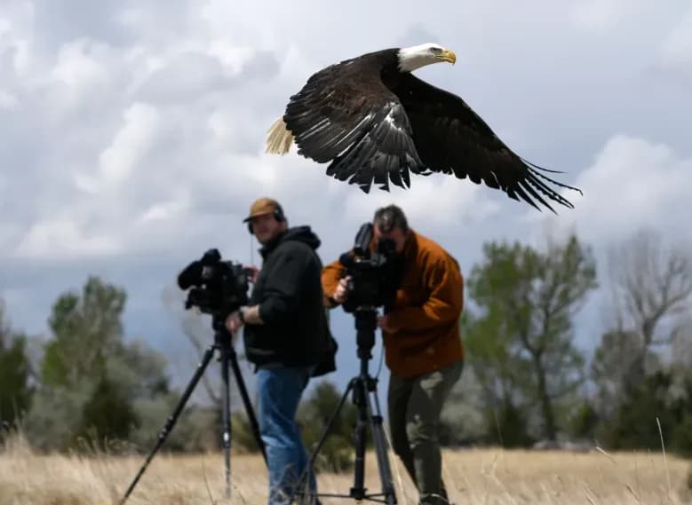 Northglenn Bald Eagle Recovered After Slingshot Attack