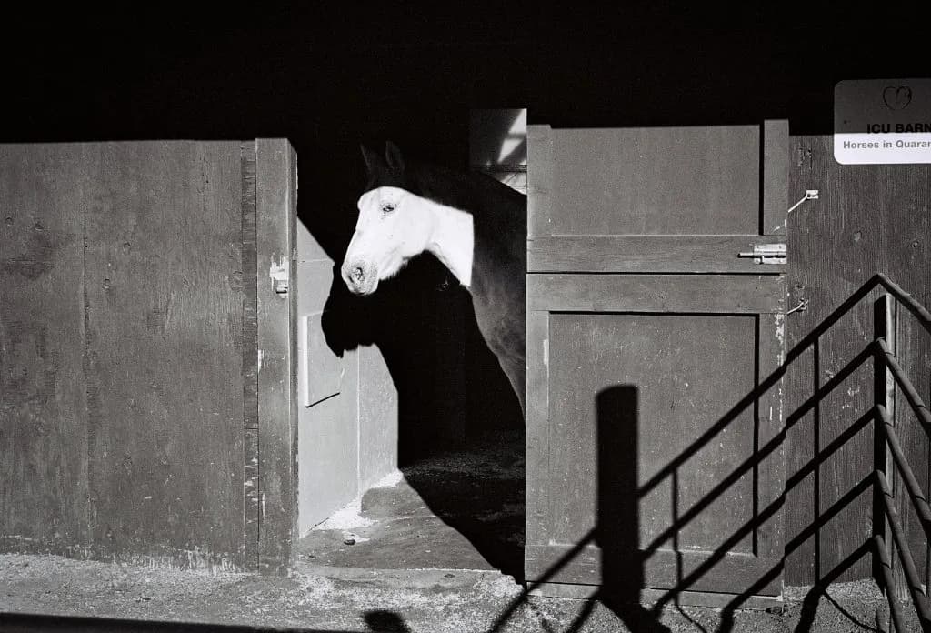 Mountain Valley Horse Rescue Helps Traumatized Horses Heal