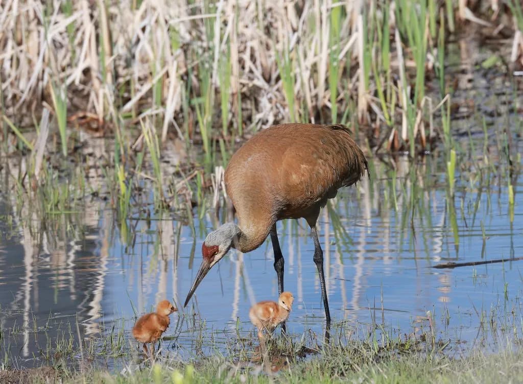 Steamboat’s 15th Yampa Valley Crane Festival Adds Bird Calling Contest