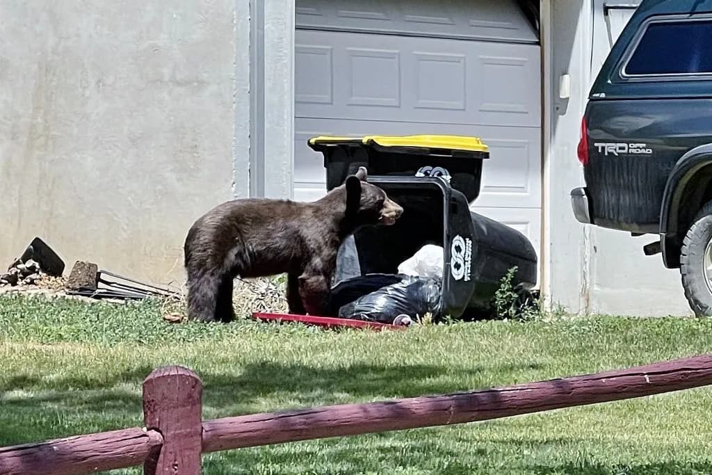 Aspen Bear Trash Intrusions Double to 388 This Year