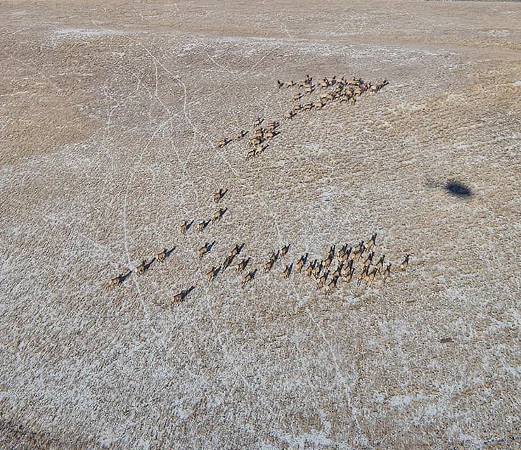 Northwest Colorado Elk Herds Rebound After Harsh Winter