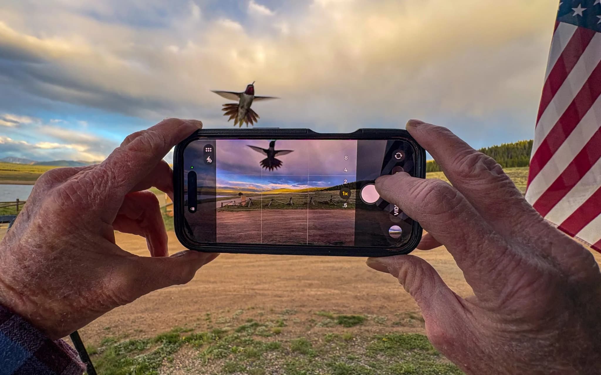 Sawatch Hummingbirds Power 3,000-Mile Migrations With Tiny Engines