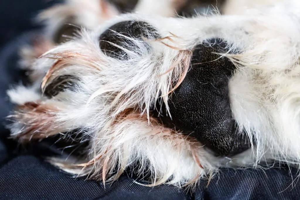 CPW Kills Two Wolves After Summer Livestock Attacks