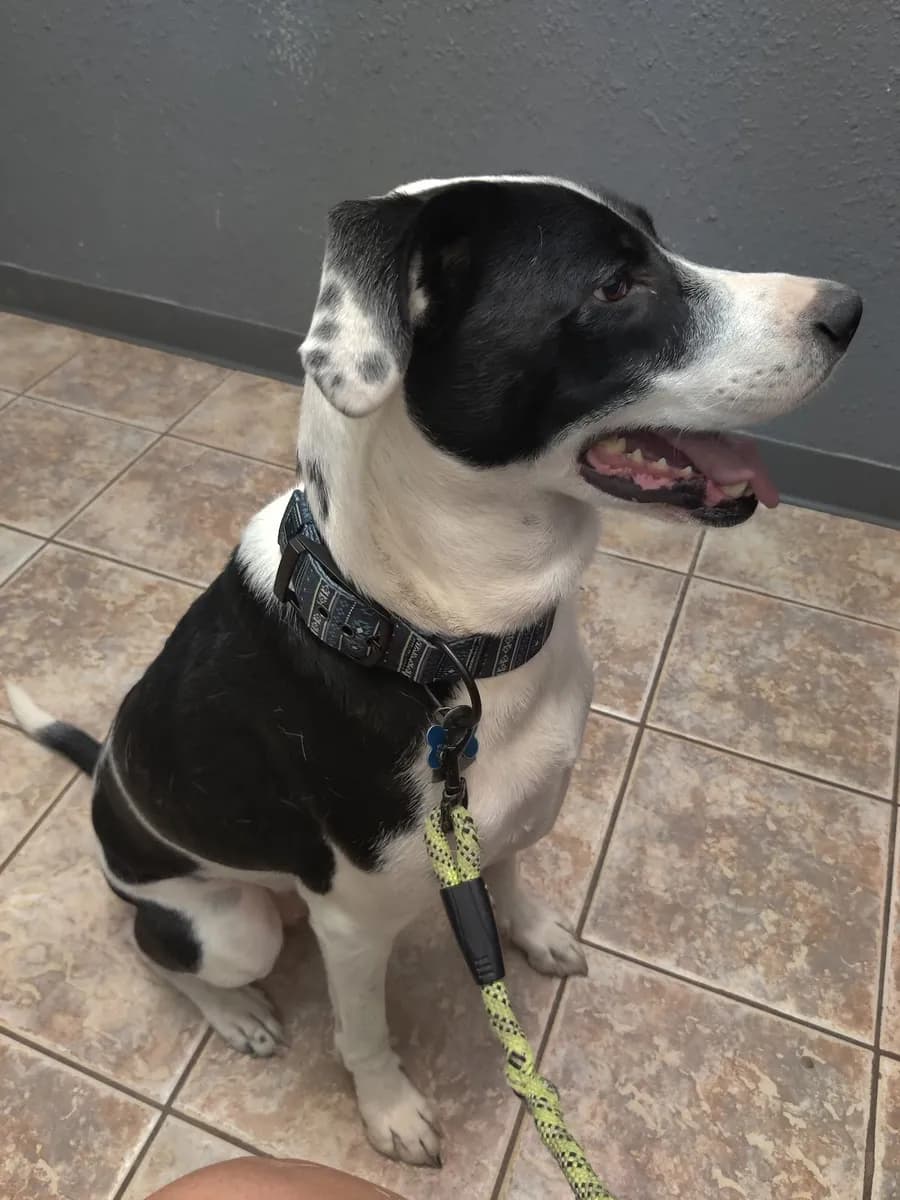 Desert Spring Veterinary Services photo 2