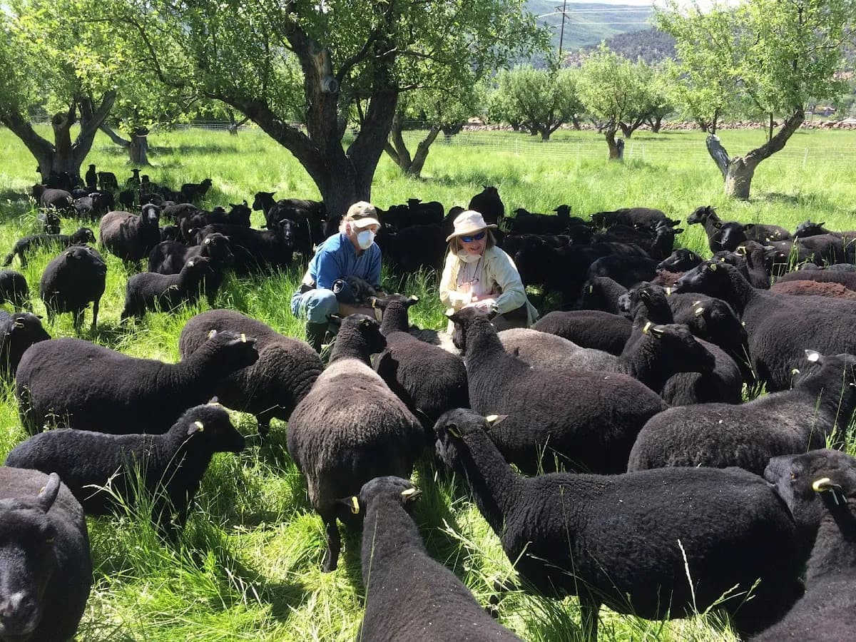 Desert Weyr, LLC- We are not a Winery image