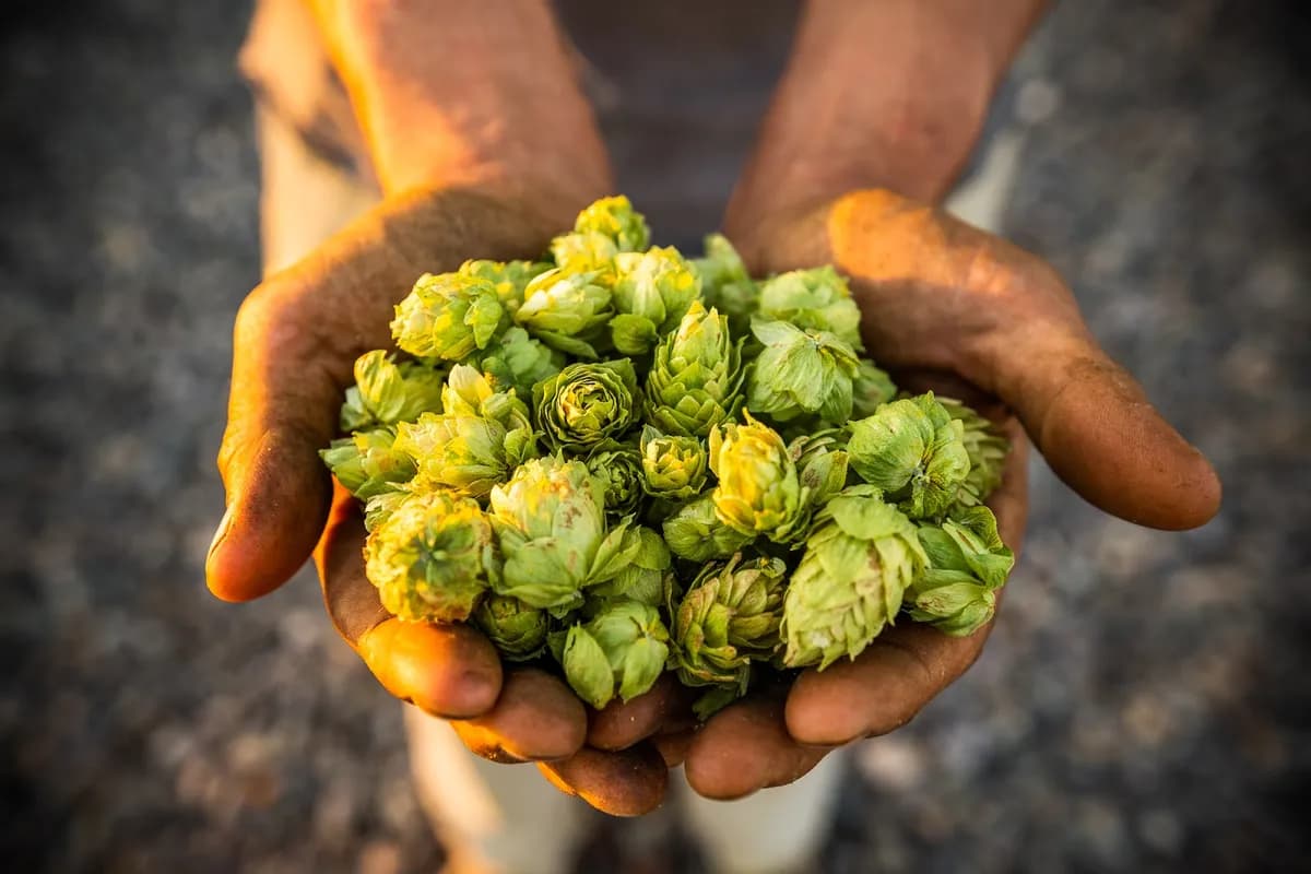 Billy Goat Hop Farm, LLC