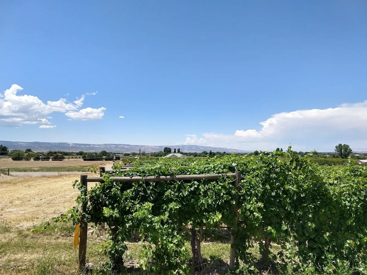 Whitewater Hill Vineyards photo 1