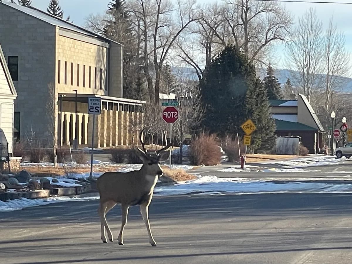 City of Gunnison
