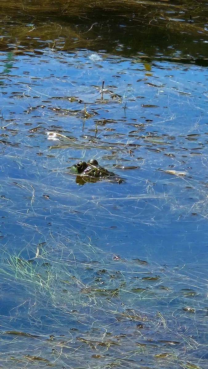 Butterfly Lake photo 1