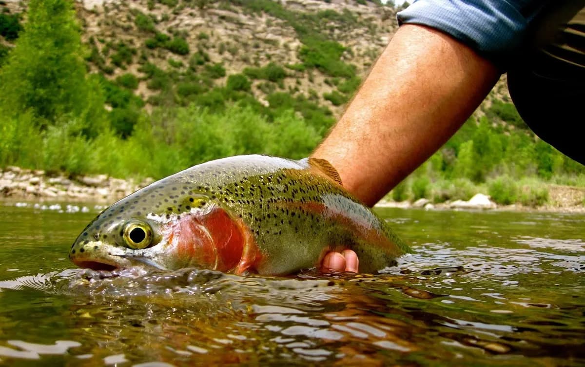 Heads Up Flyfishing