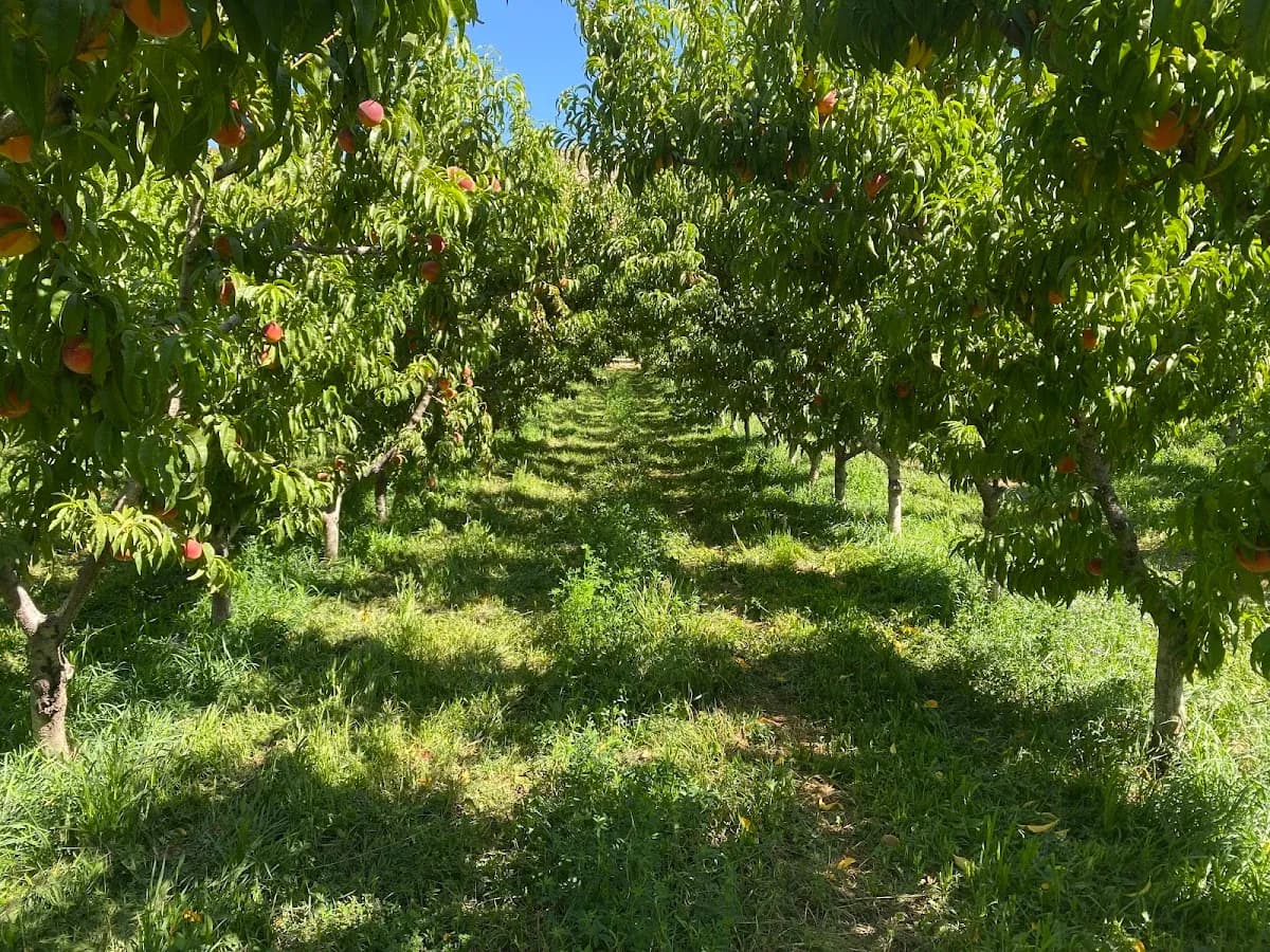 Palisade Peach Orchard Farmhouse w/Pool & Spa 18+