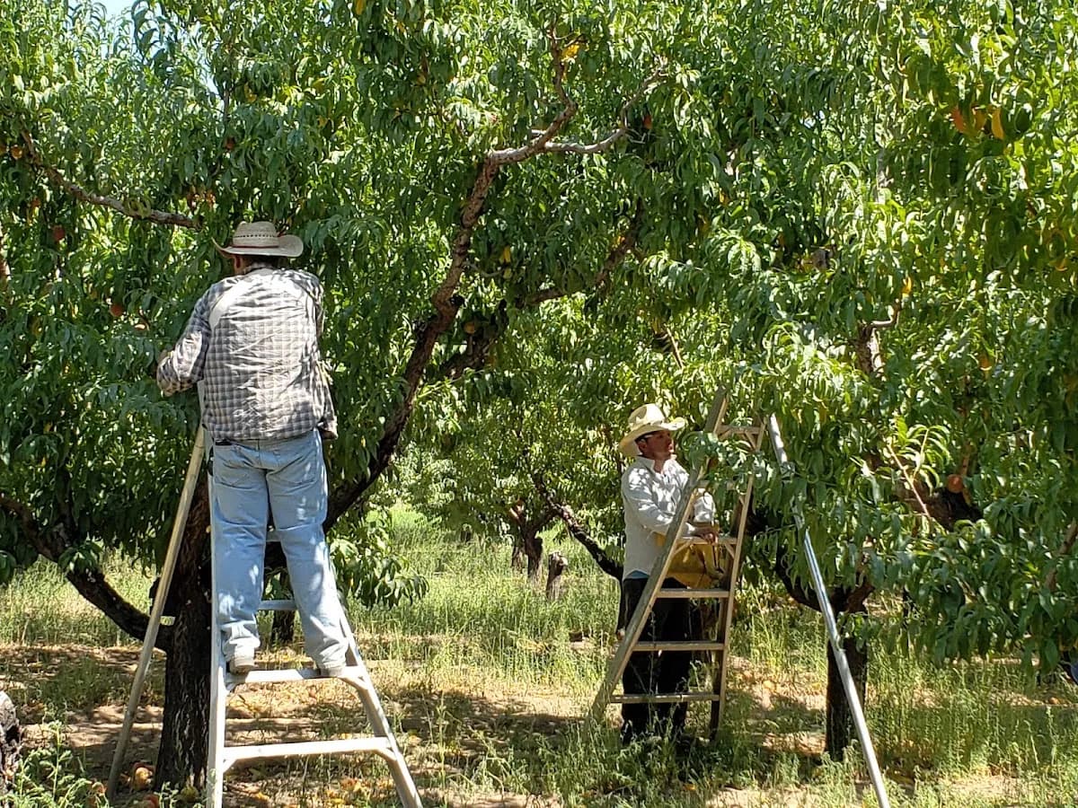 Triple M Orchards