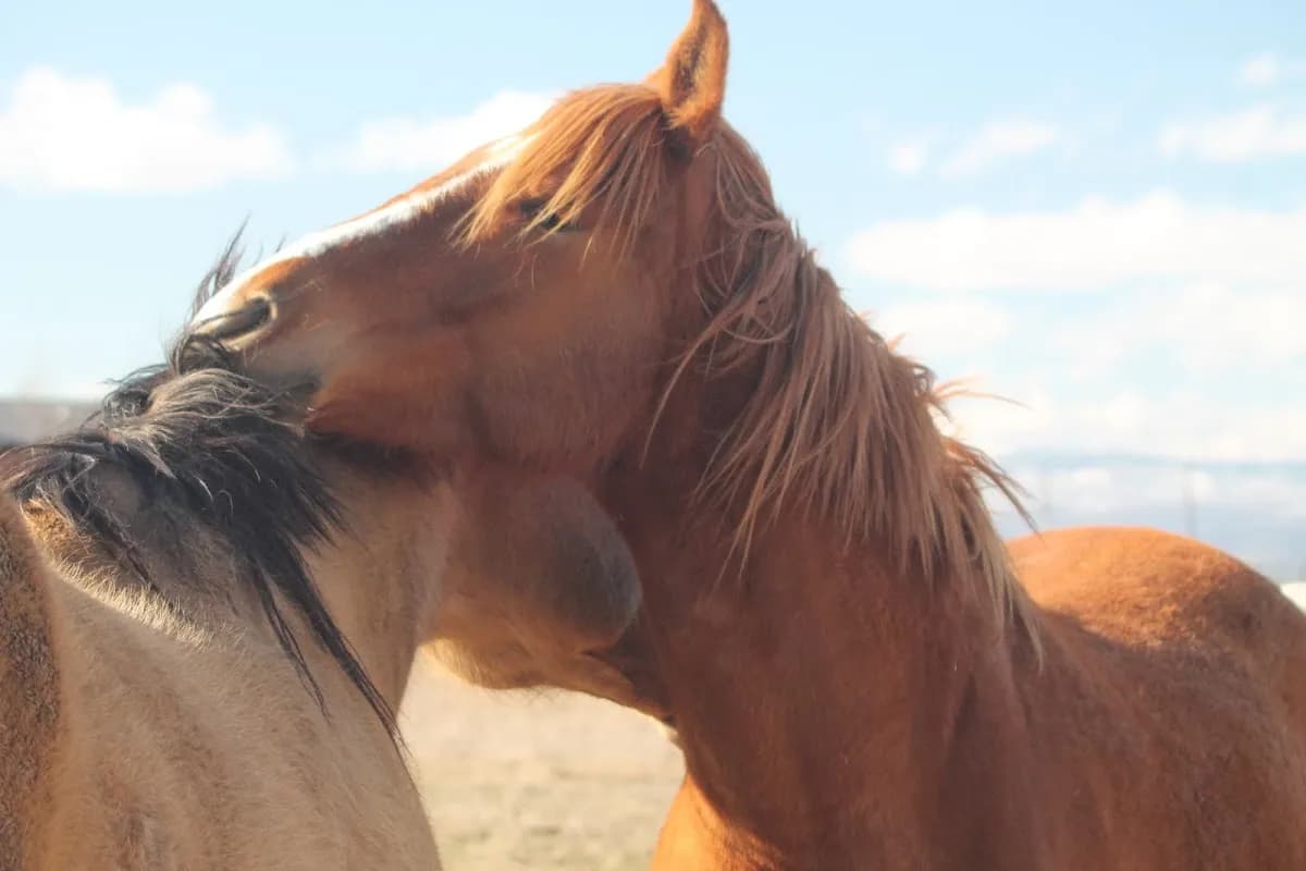 Unbridled Connection