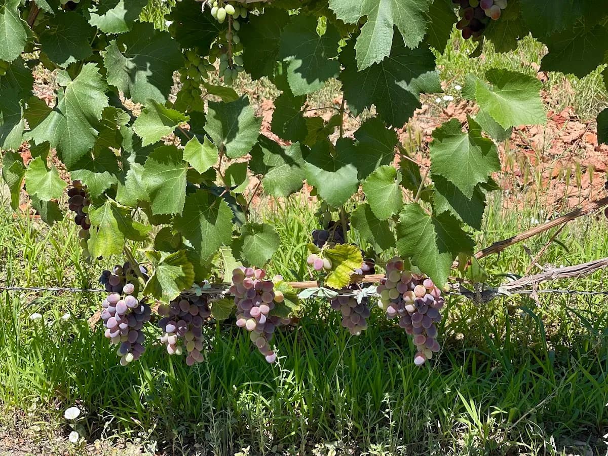 Suarez Orchard