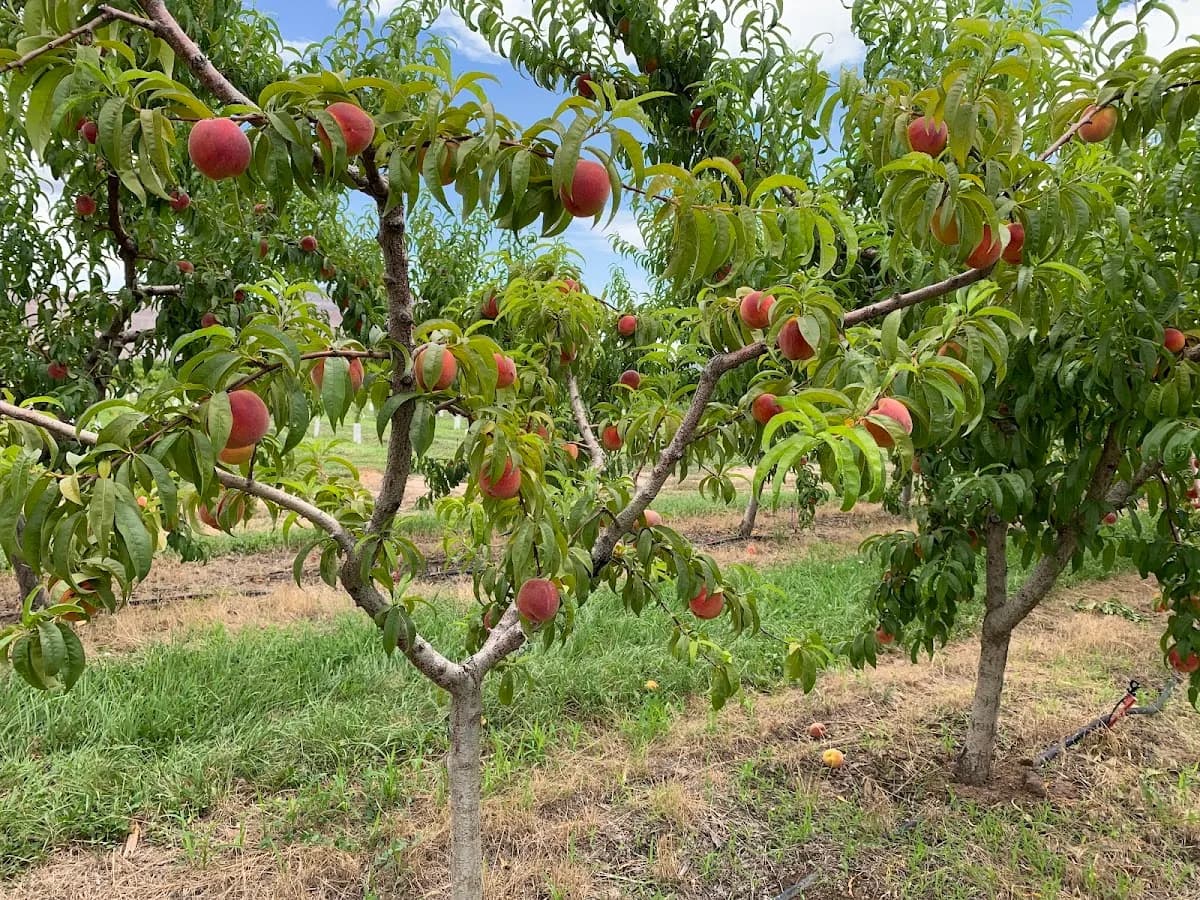 Central Orchard Mesa Community Church