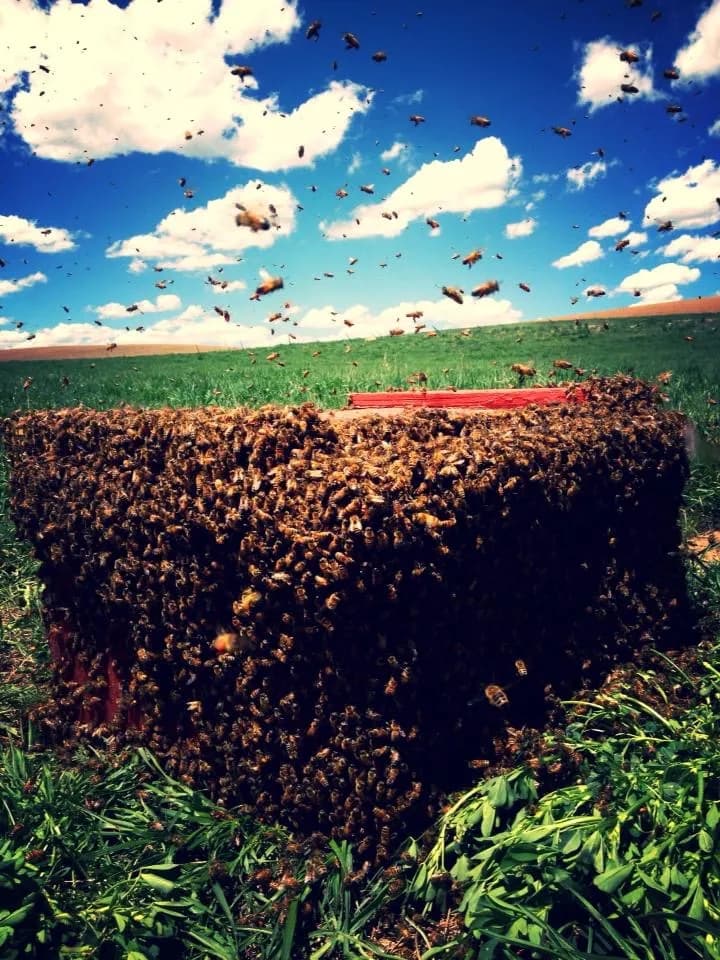 The Honey House