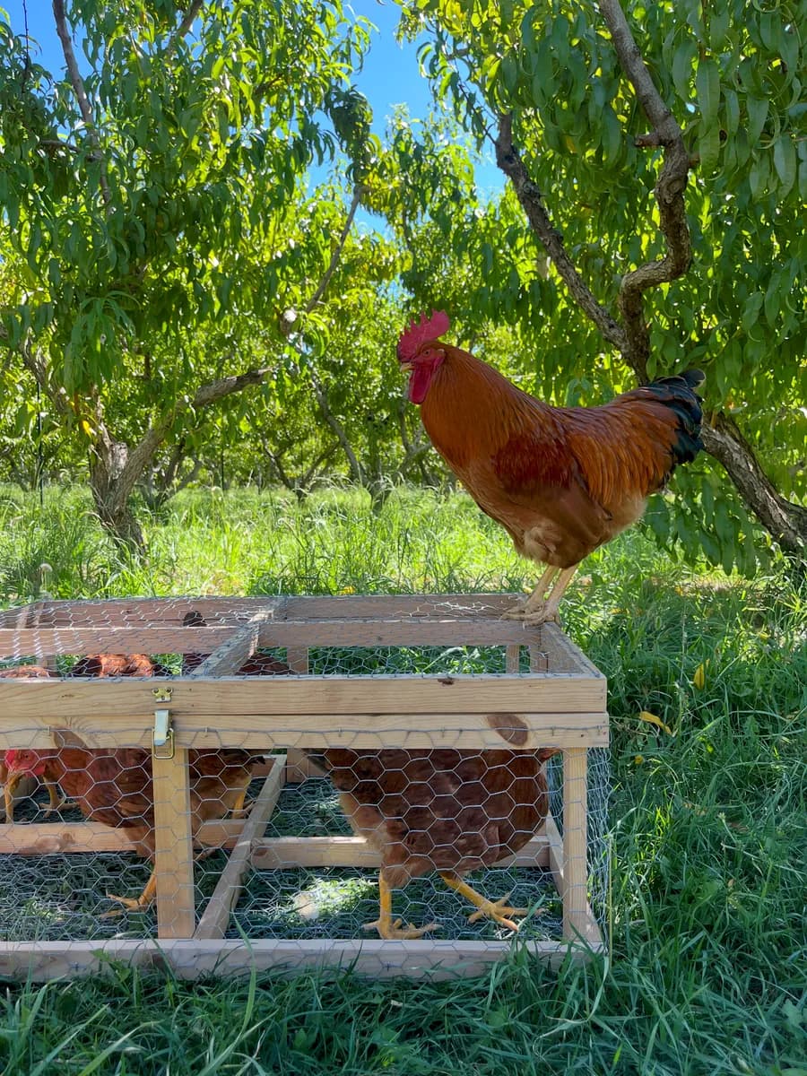 Chicken Grit Farms photo 3