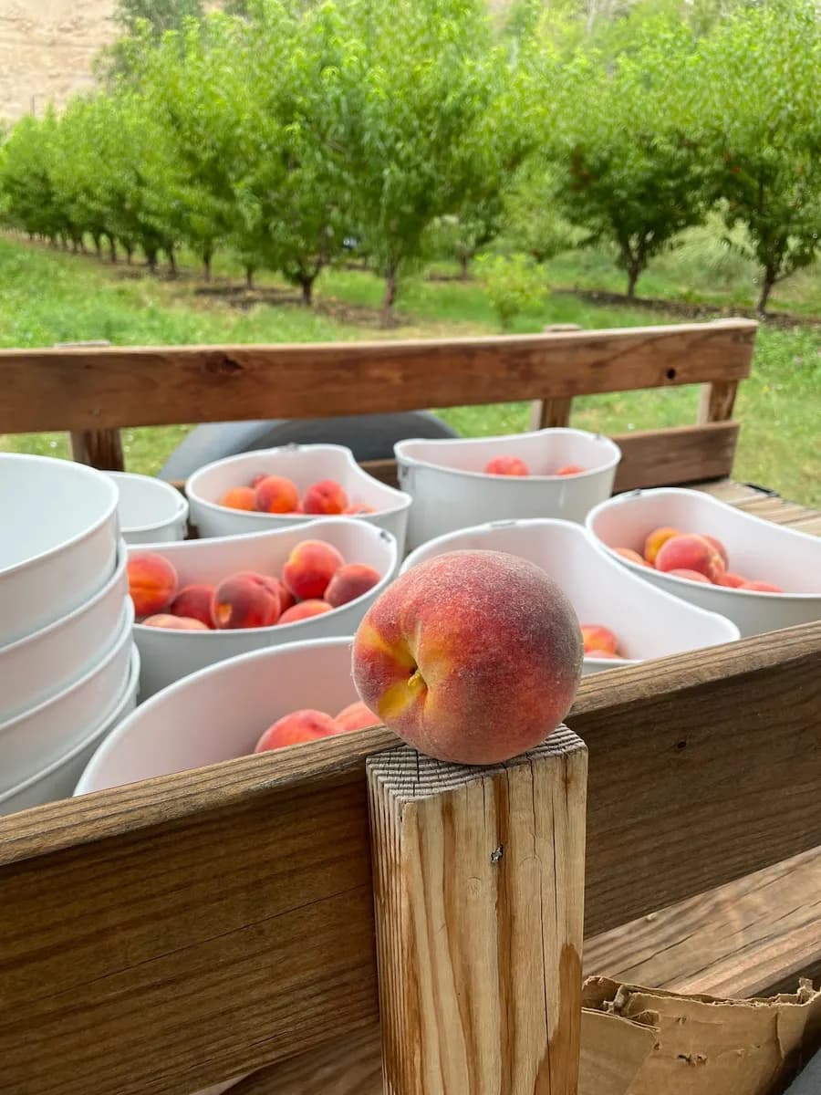 Bella Bolettino Organic Farms